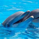 SeaWorld San Diego
