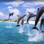 Sea Life Park Hawaii