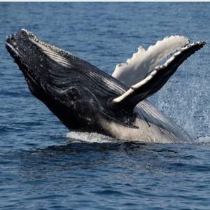Whale Watch in Kaikoura New Zealand