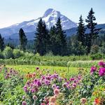 Mt. View Orchards