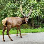 Lone Elk Park