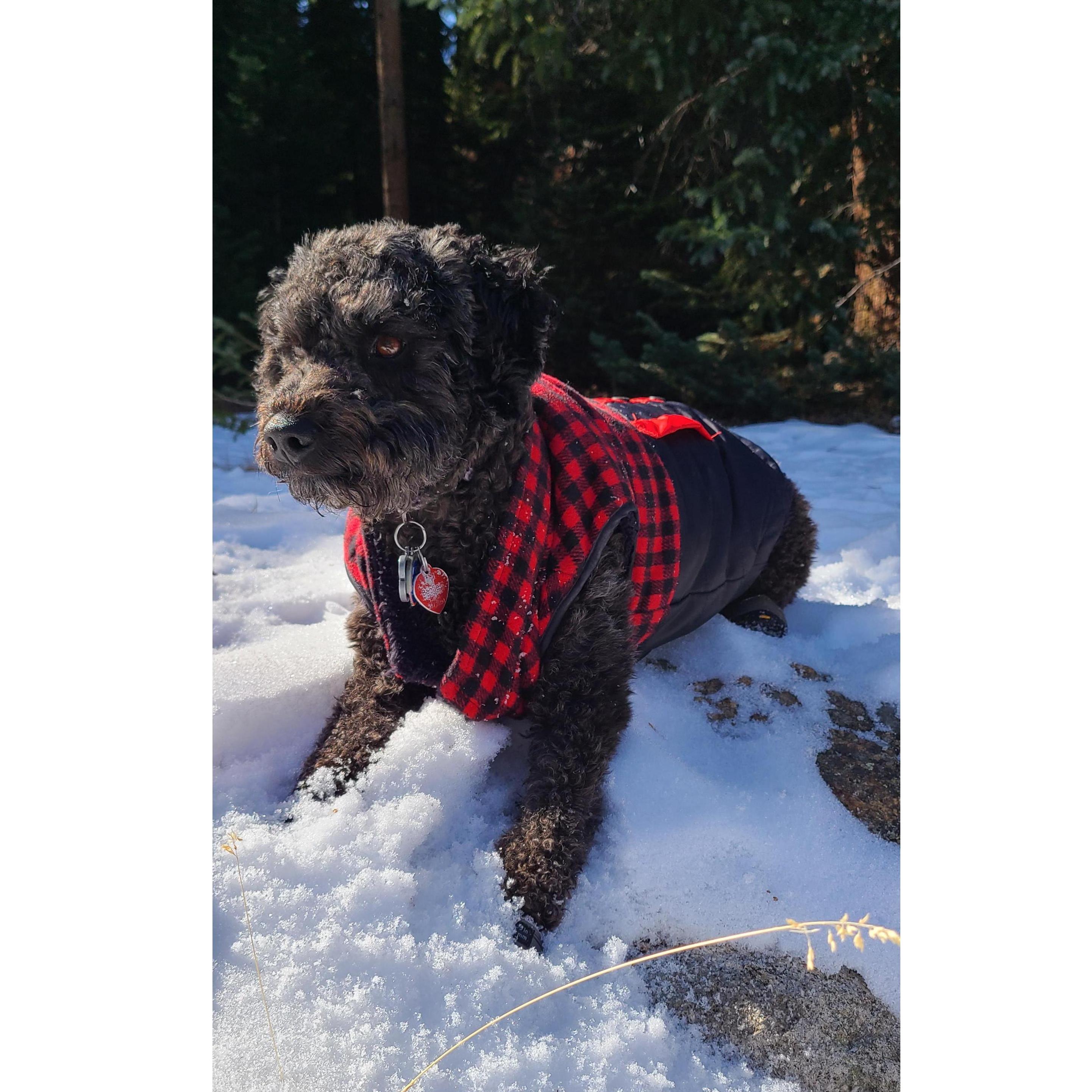 Our fur baby Luna Mae