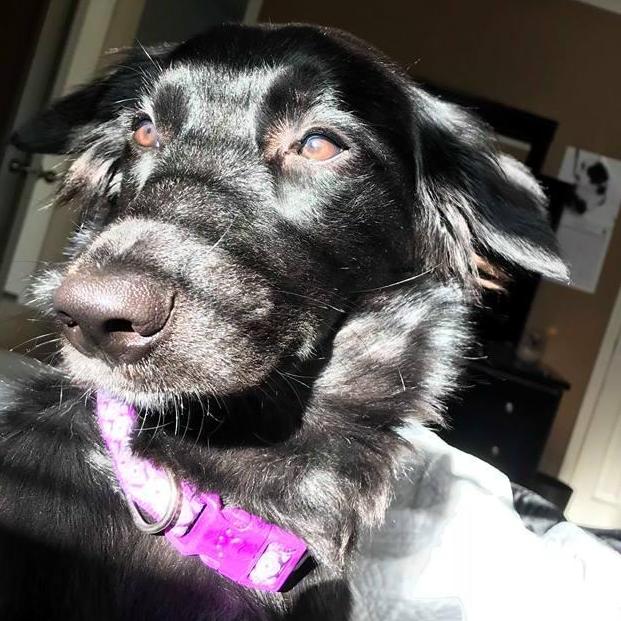 Of course I had to add a picture of Pepper.