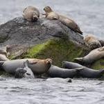 Save The Bay Seal Tours