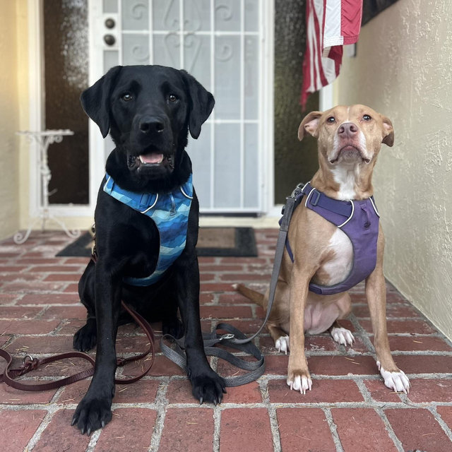 Honeymoon Dog Sitter Fund 🐾