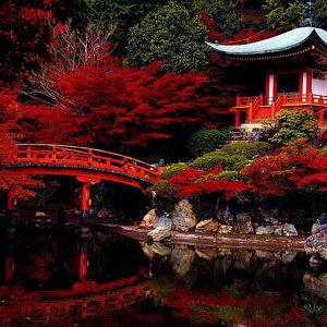 Japan Honeymoon Fund