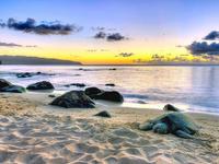 Laniakea Beach