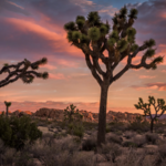 Joshua Tree National Park