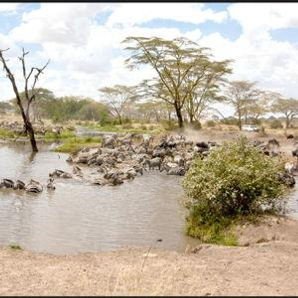 2 Day Safari at Central Serengeti