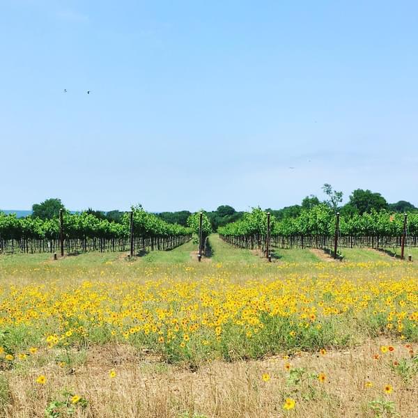 Narrow Path Winery Vineyard.