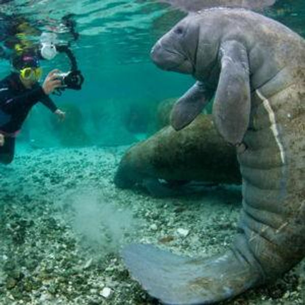 Swim With Manatees