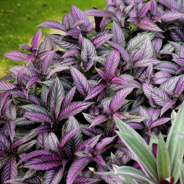 4pc Persian Shield Purple - National Plant Network