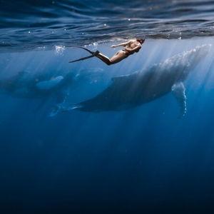 Swim with whales in Moorea