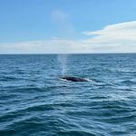 Cape Ann Whale Watch