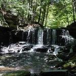 Willowemoc Wild Forest