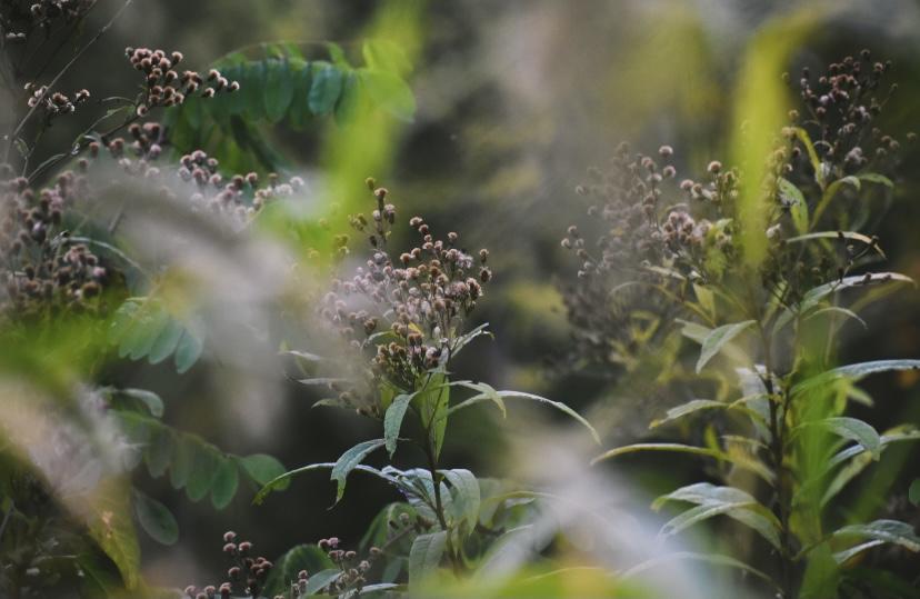 The Wedding Website of Becca Liberto and Dennis LaPorte