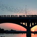 The Bats at Congress Avenue Bridge