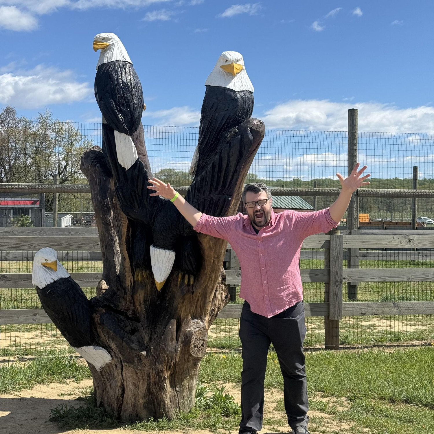 Bald Eagle