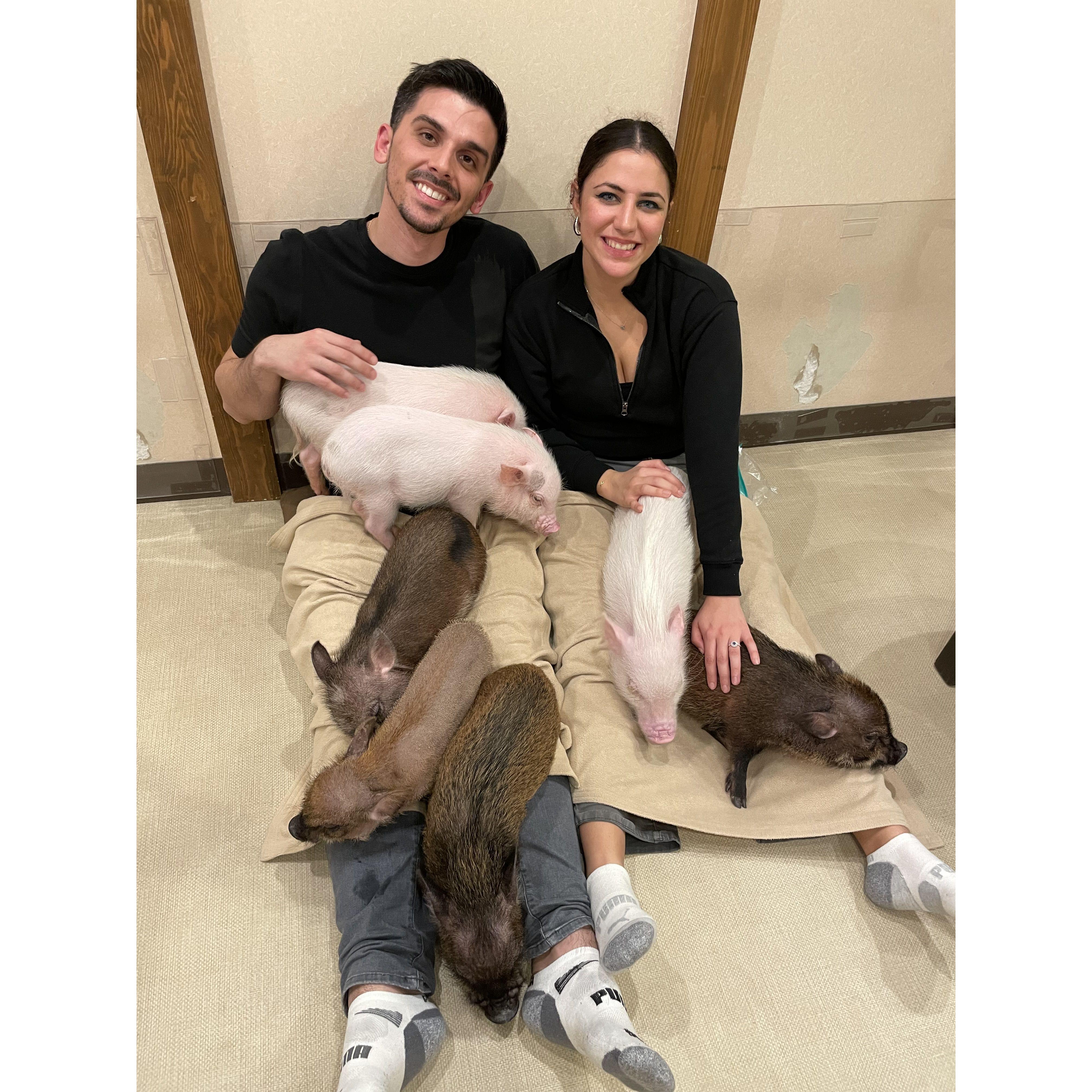 Mini pig cafe in Japan