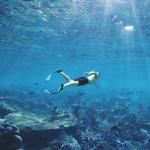 Snorkel Tour