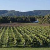 Keswick Vineyards