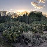 Desert Botanical Garden