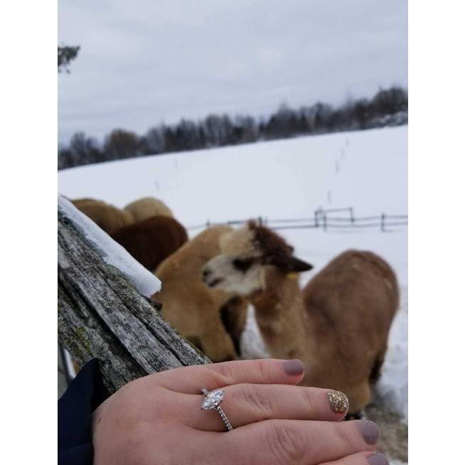 Zuess the alpaca watched our engagement!