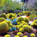 Desert Botanical Garden