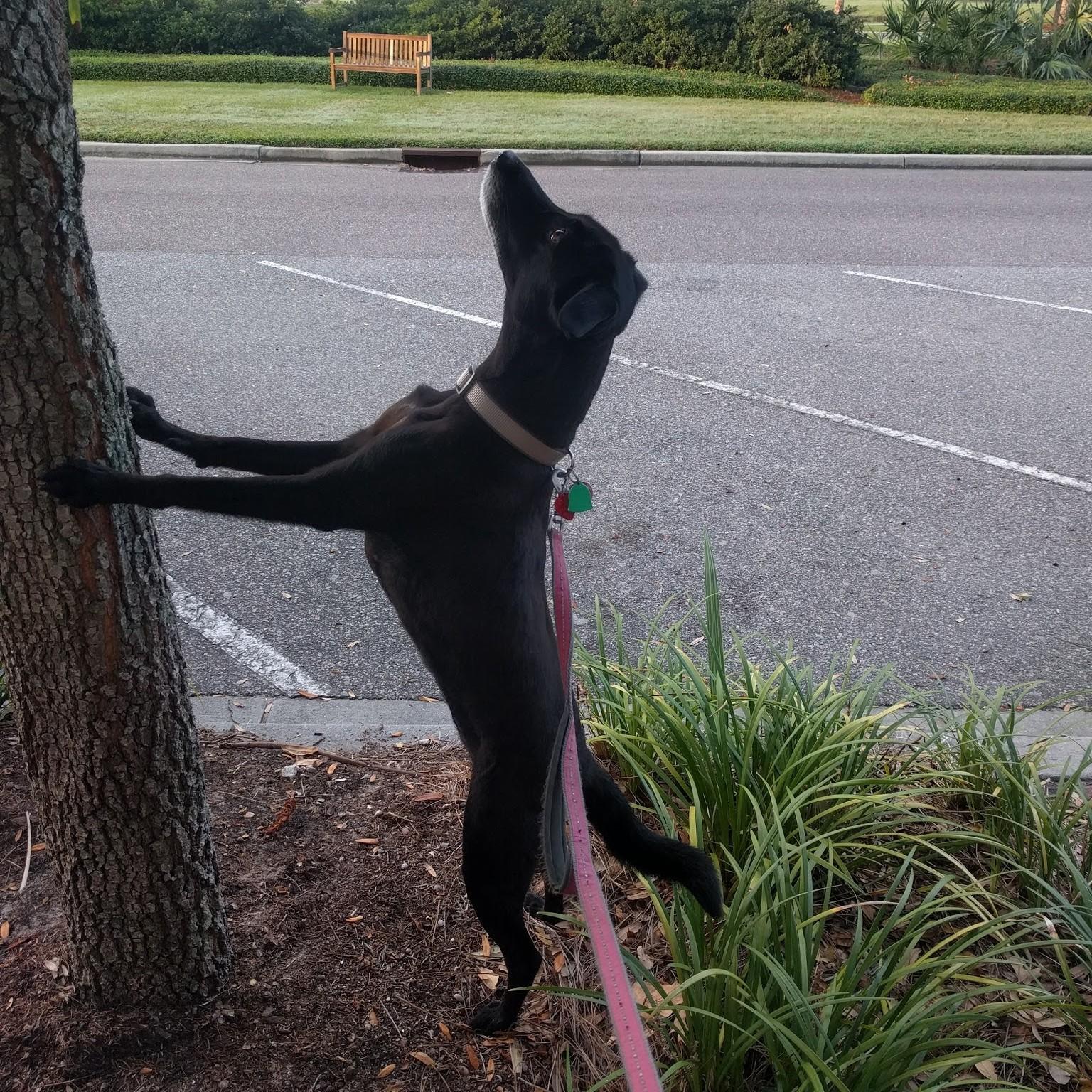 Lola on Daniel Island, SC