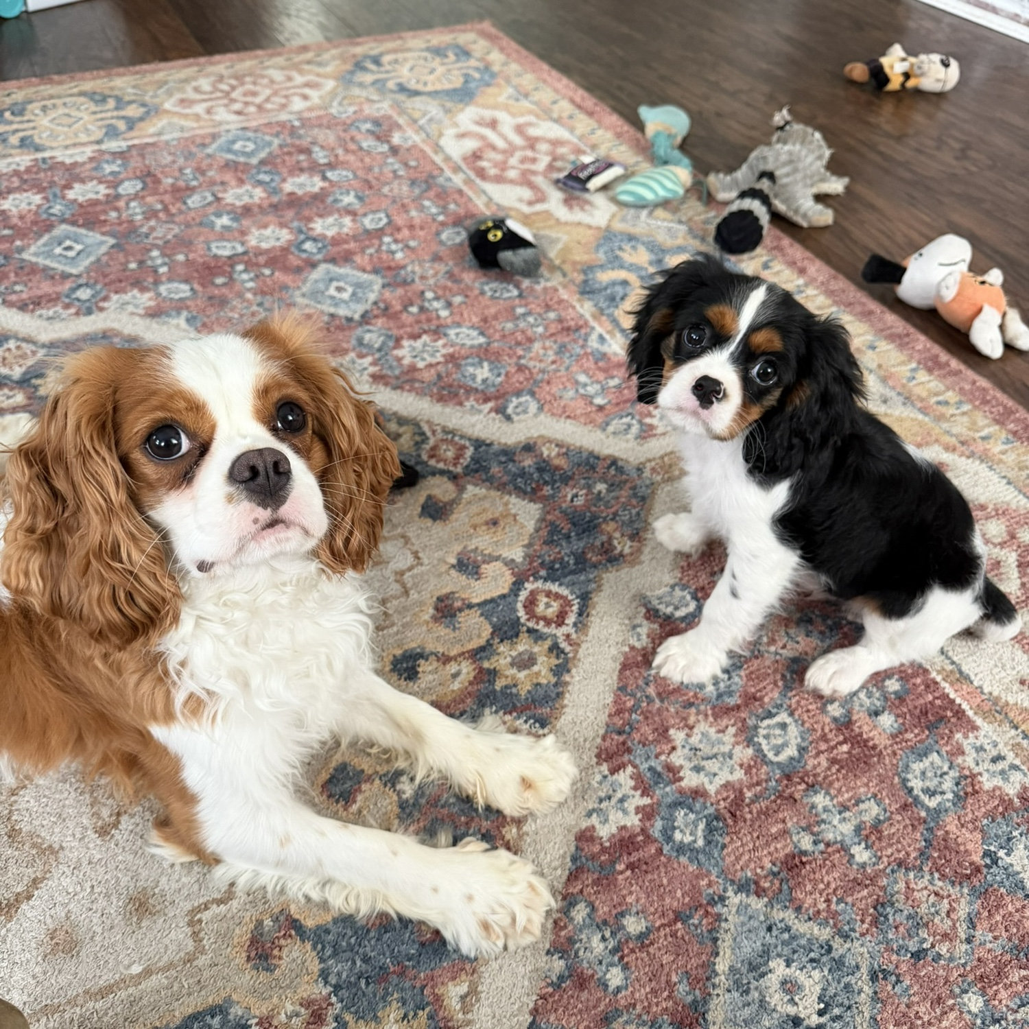 Meet Benny and Weston! The two greatest pups who have added so much fun and goofiness to our family.