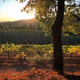 Apple Hill