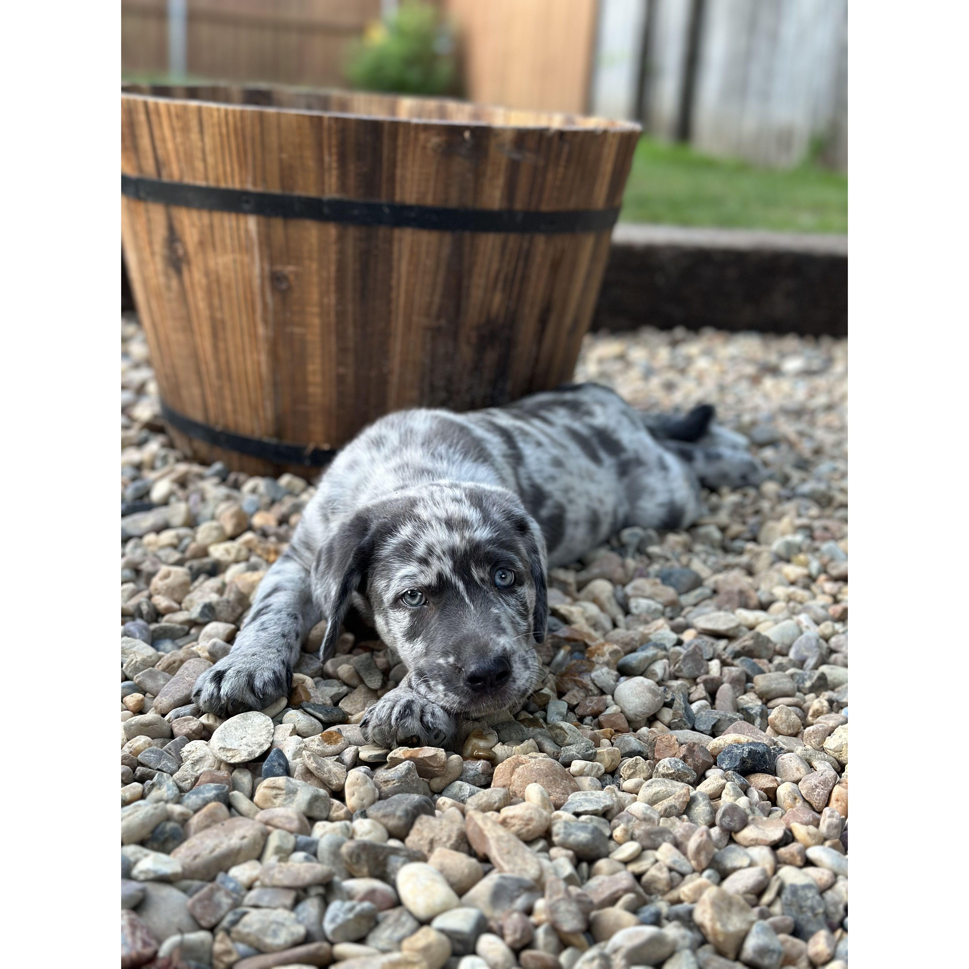 Baby Arlo