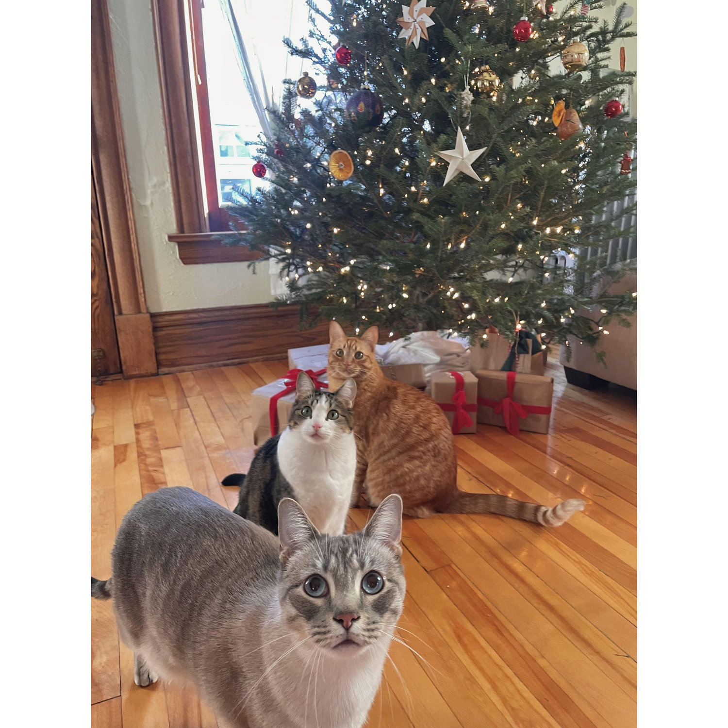 our first Christmas living together with our 3 kitty cats!