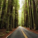 Avenue Of The Giants