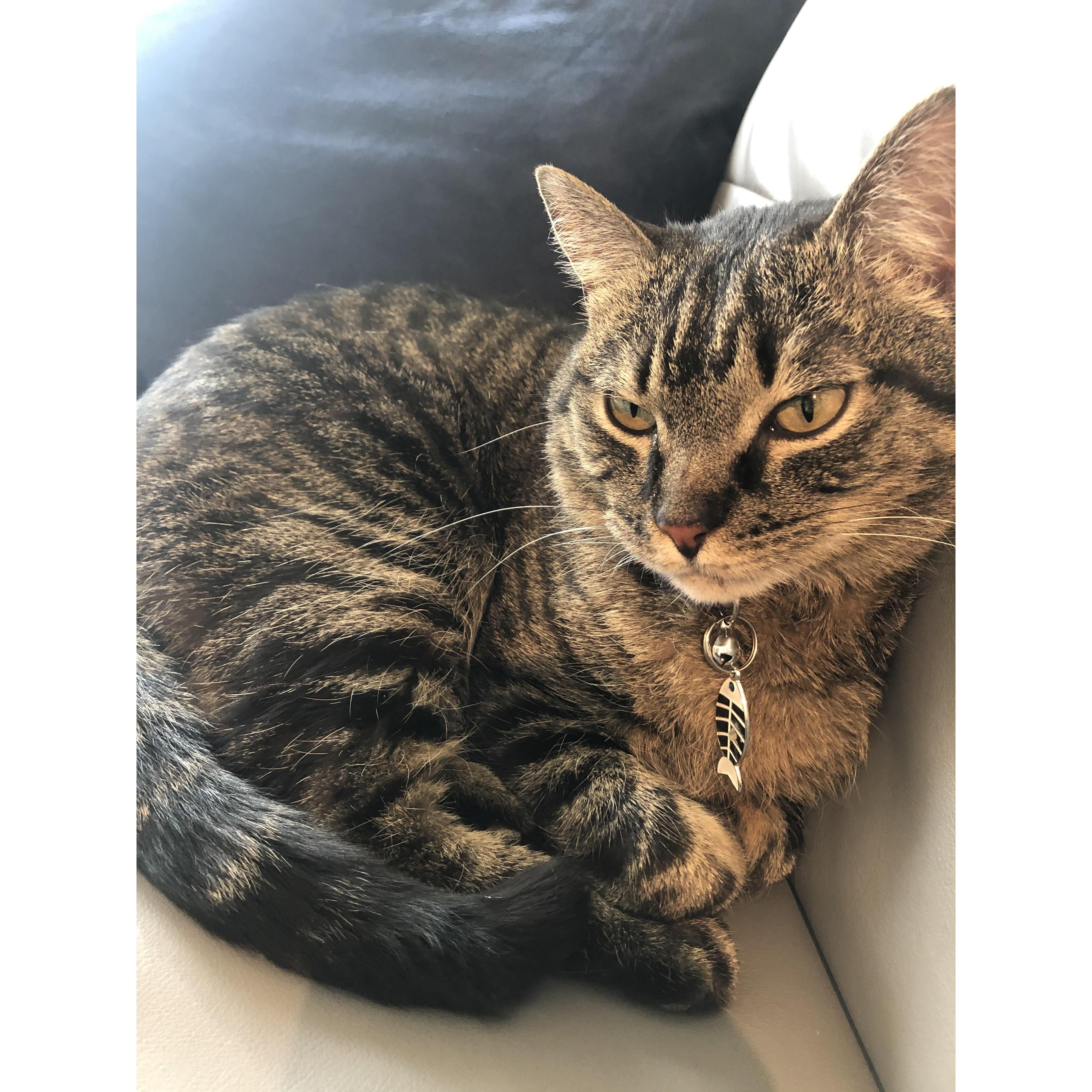 Talia and Andrew adopted Tiger from the Humane Society in Feb. 2020 right before the pandemic! He has been such a sweet comfort throughout the pandemic.