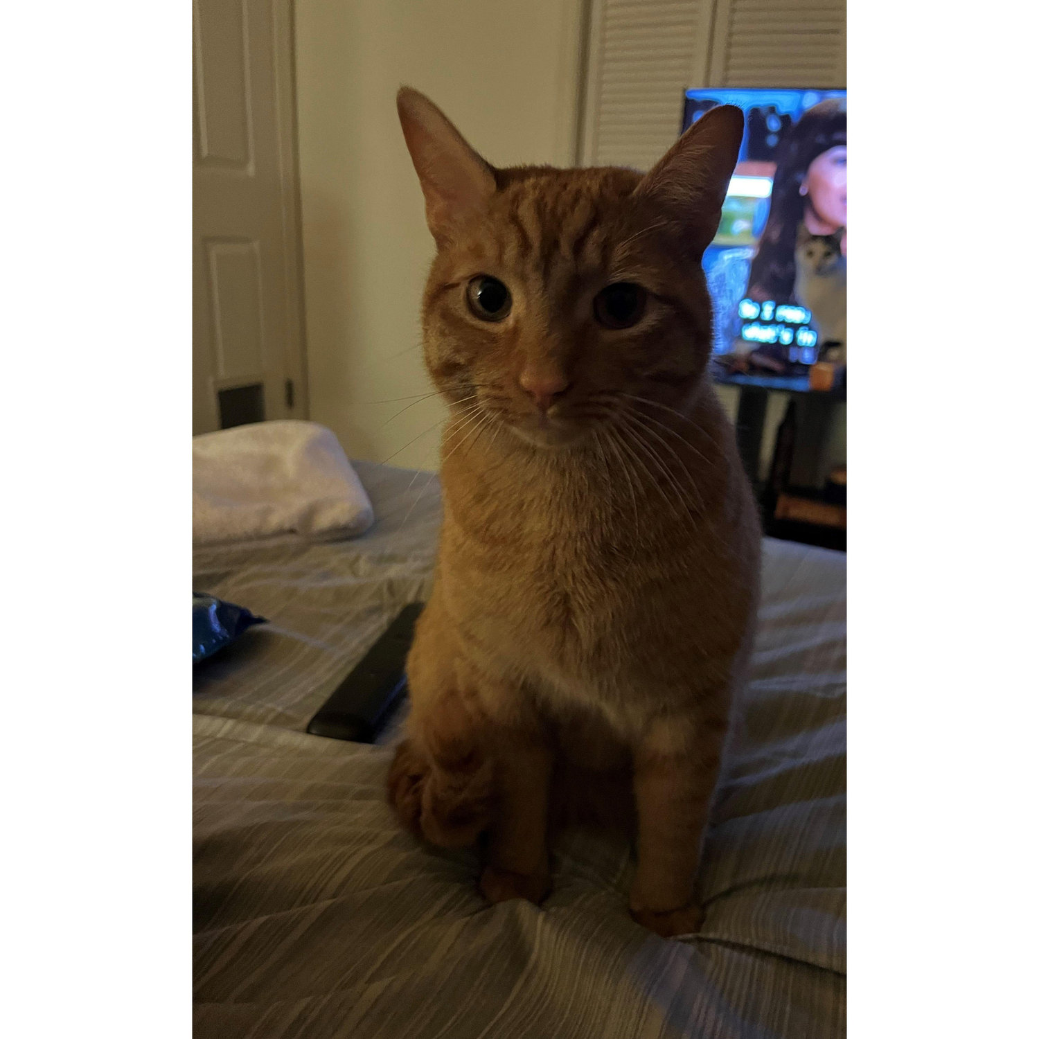 Fat boy aka Nova