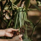 Spice Farm Tour