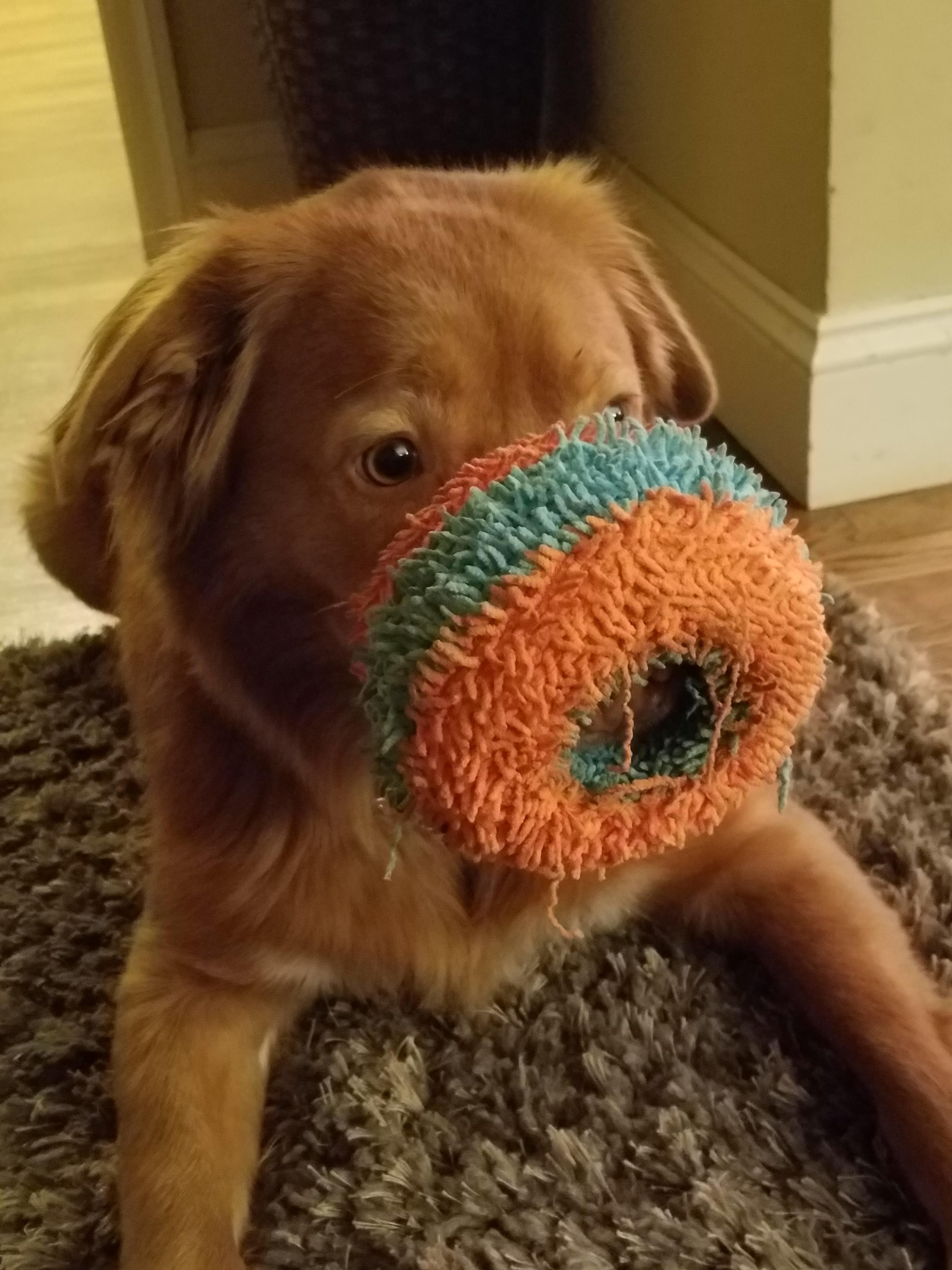 Best dog ever - Marty the one puppy party