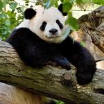 Smithsonian National Zoological Park