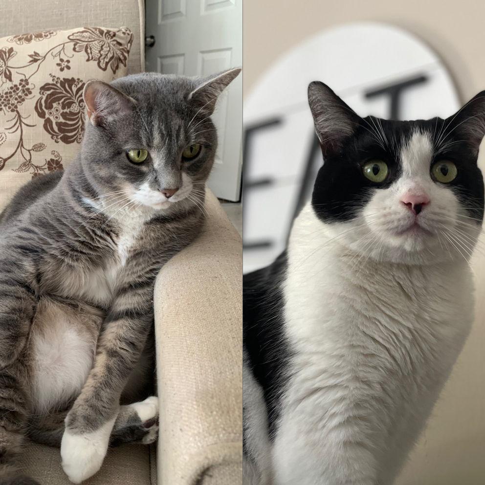 Two of our four cats. Yara & Mr. Meeps.