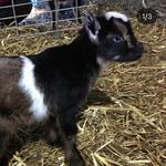 Philly Goat Project