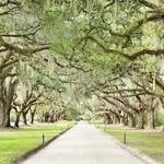 Boone Hall Plantation & Gardens