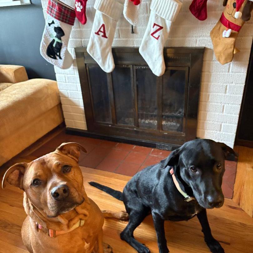 Atticus & Winifred at Christmas 2025