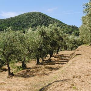 Olive Oil & Vineyard Tour
