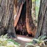 Muir Woods National Monument