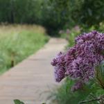 Walking Paths