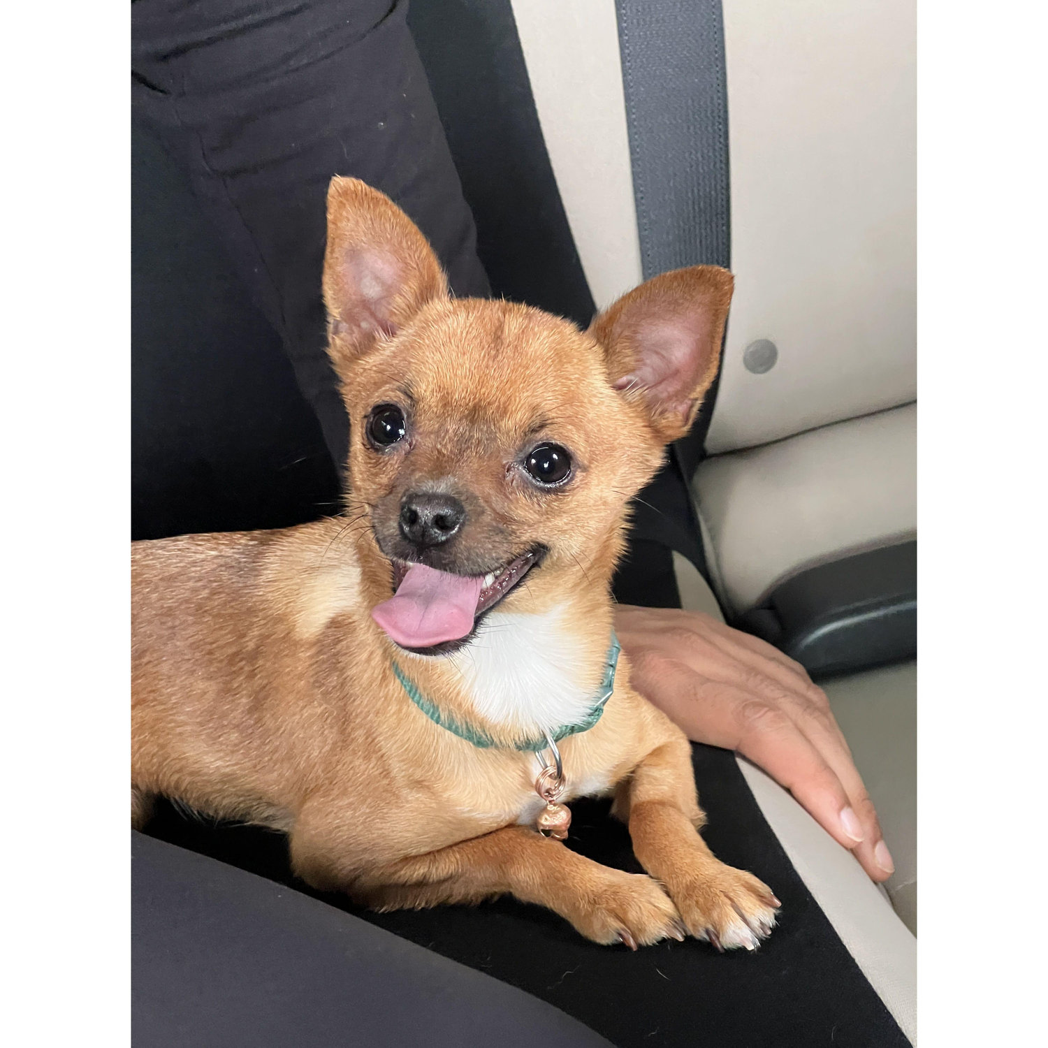 Sparkle excited to join us for a roadtrip