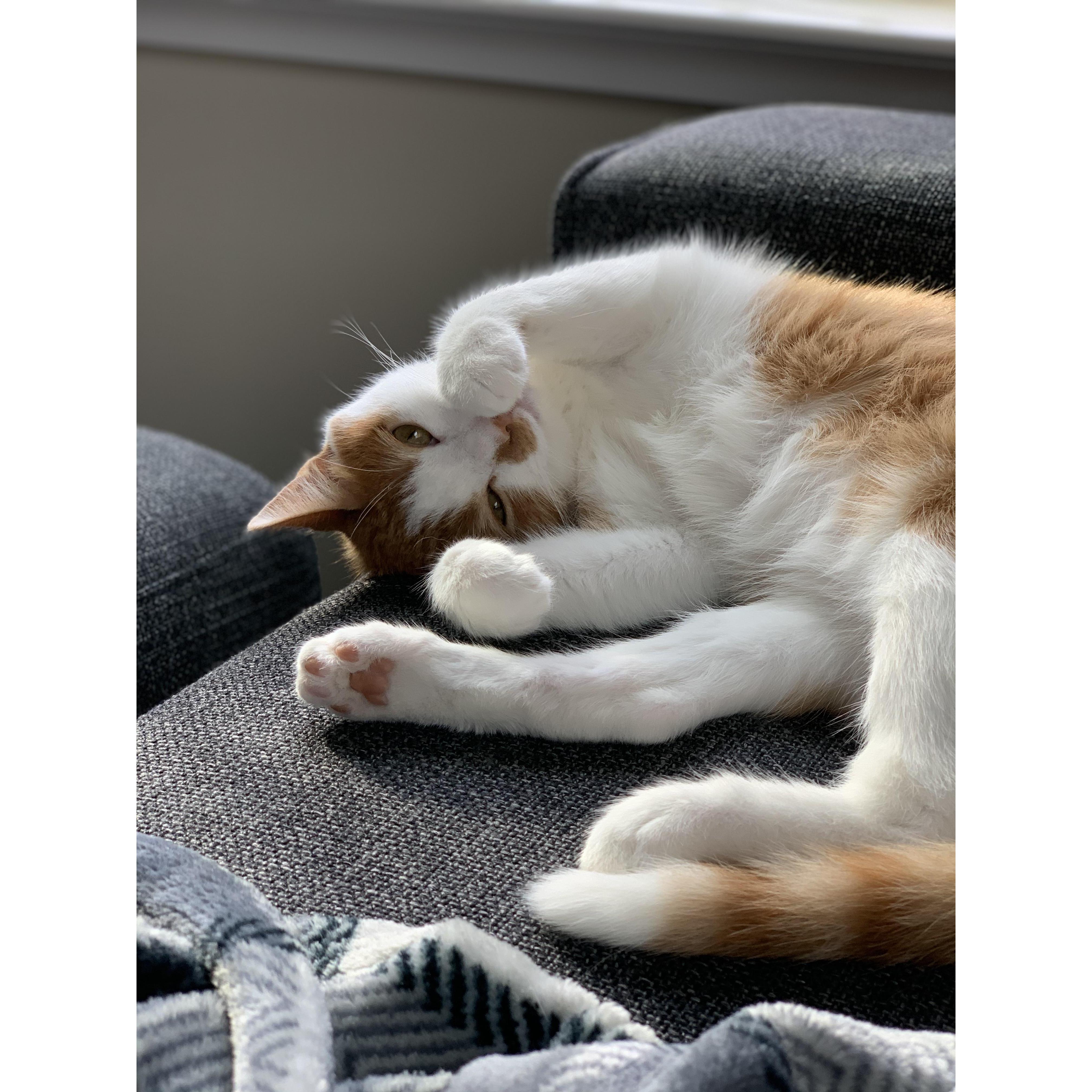 Jan 26 2021: We adopted our cat Hodu. He has grown into a spoiled brat.