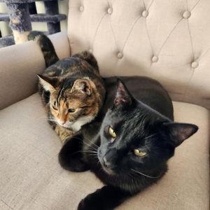 Cat Fund