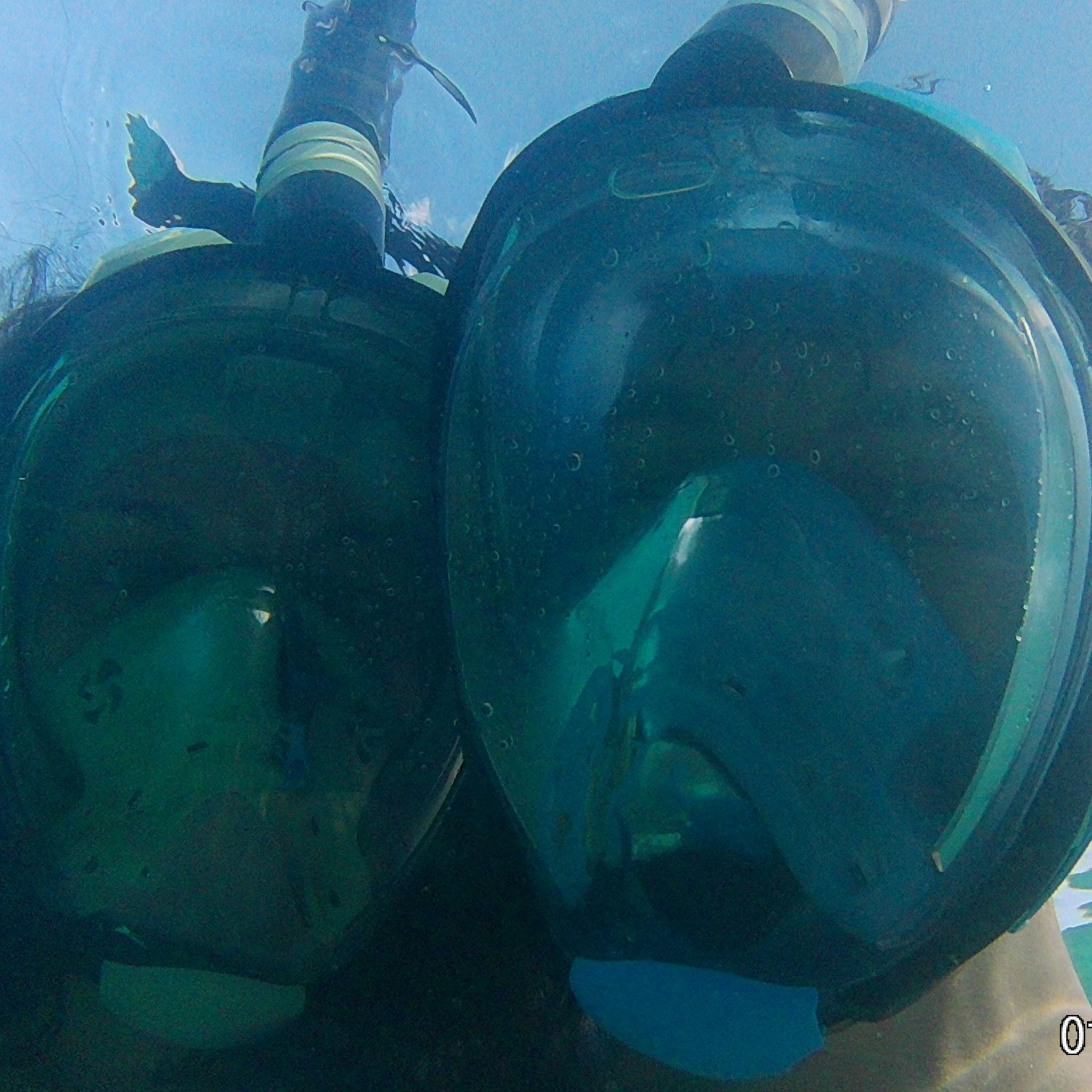 Snorkeling in Curacao